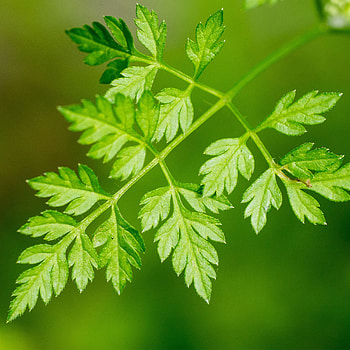 Chervil, Winter seeds, Anthriscus cerefolium HD phone wallpaper