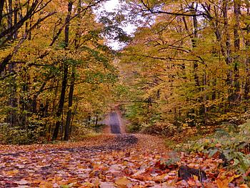 Forest Road In Autumn, graphy, Forest, Road, Nature, Autumn HD wallpaper