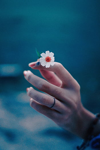 Close-up of a hand gently holding a small white flower with a soft blue background, expressing tranquility and beauty. HD phone wallpaper