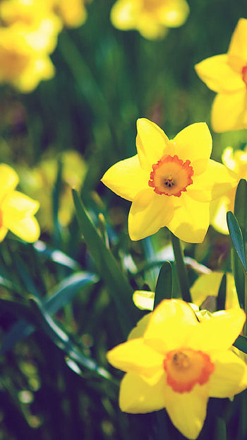 Creative lockscreens, Artistic nature, Green and yellow HD phone wallpaper