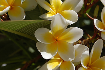 Red frangipani, Landscape wonders, Nature's fiery touch, Architectural beauty HD wallpaper