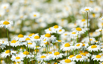 Plants, Flowers, Camomile HD wallpaper