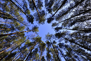 Nature, Trees, Sky, Bottom View HD wallpaper