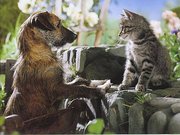 over the fence, dog, cat, friends, fence HD wallpaper