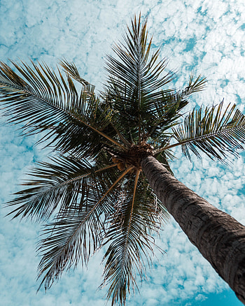 Nature, Wood, Tree, Palm, Branches, Tropics, Bottom View HD phone wallpaper