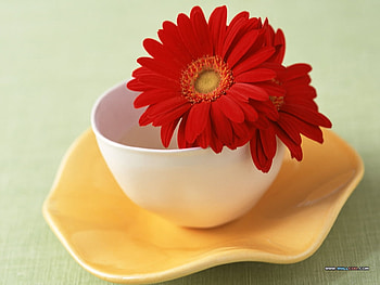 Red gerberas, still life, bouquet, pretty, daisy, flower, red, nature, gerbera HD wallpaper