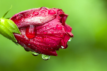 Raindrops, Hibiscus HD wallpaper