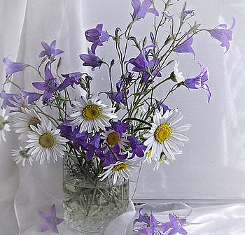 Still Life, purple, white, flowers HD wallpaper