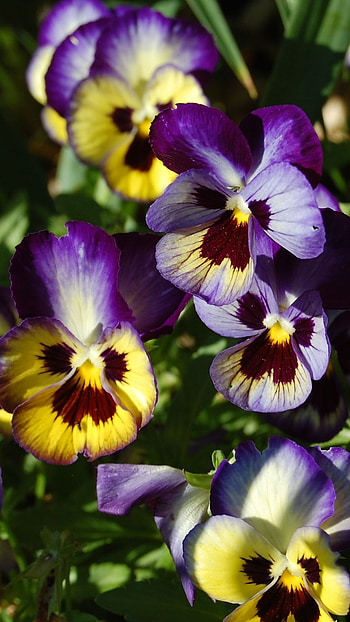 Pansy, Yellow, Purple HD phone wallpaper