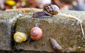 Snails and Slug, shell, snail, slug, slime, insect HD wallpaper