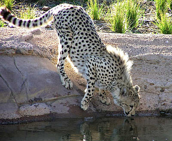 Drinking Cheetah, animal, other, cat, lake HD wallpaper