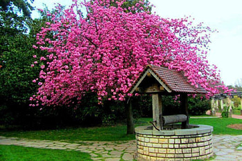 Wonderful, frumusetea, poate descrie, in cuvinte, nu se HD wallpaper