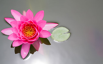 Plants, Flowers HD wallpaper