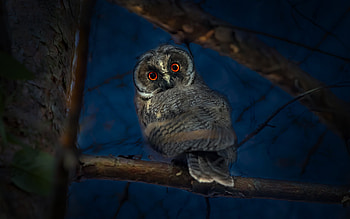 Owl, pasari, bird, night, bufnita, nature, dark HD wallpaper
