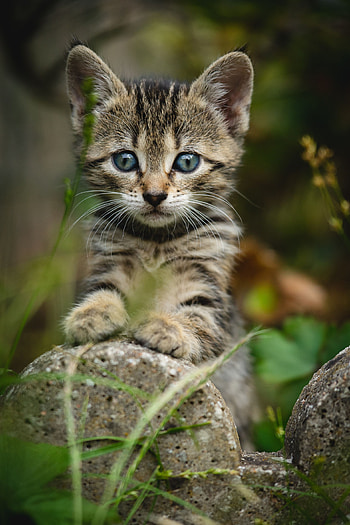 Animals, Cat, Kitty, Kitten, Striped, Sight, Opinion, Nice, Sweetheart HD phone wallpaper
