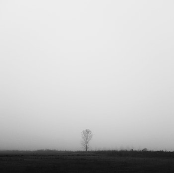 Wood, Tree, Fog, Minimalism, Field, Bw, Chb, Alone, Lonely HD wallpaper