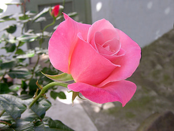 Sign of Paradise, rose, pink, plant, flower, garden HD wallpaper