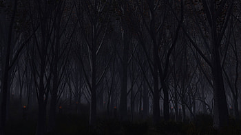 Forest Dark, forest, dark, nature HD wallpaper
