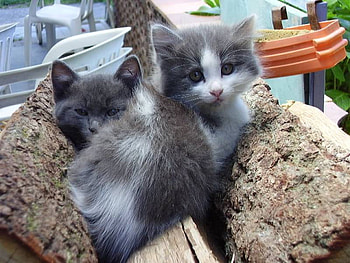 cats HD wallpaper