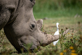 Rhino horns, Cultural divide, Endangered species, Vietnam's struggle HD wallpaper