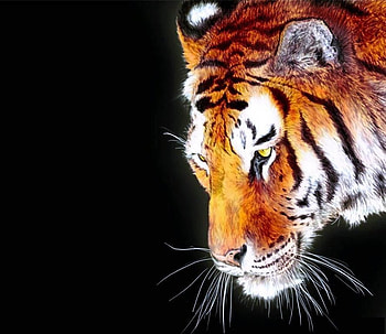 Tiger, bengal, big, animals, cats, wild HD wallpaper