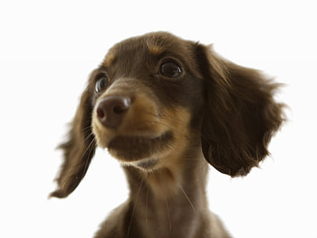 Dog of the DAY, animal, dog, brown, ears, cute, long HD wallpaper