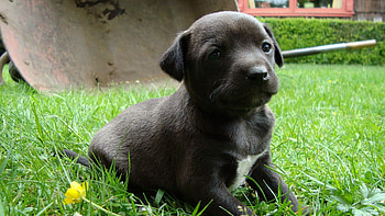 Animals, Grass, Sit, Dog, Puppy HD wallpaper