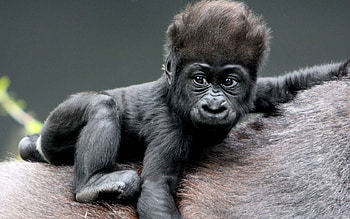 Animals, Gorilla, Monkey, Kid, Tot, Wool HD wallpaper