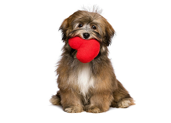 Happy Valentine's Day!, dog, sweet, animal, white, cute, valentine, puppy, red, heart, caine HD wallpaper