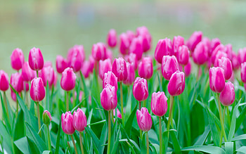 pink tulips, wildflowers, tulips, background with tulips, beautiful flowers HD wallpaper