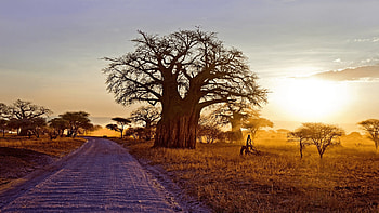 Central African Republic, Country profile, Confidus solutions HD wallpaper