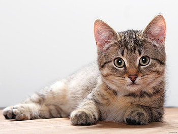 Animals, Kitty, Kitten, To Lie Down, Lie, Muzzle HD wallpaper