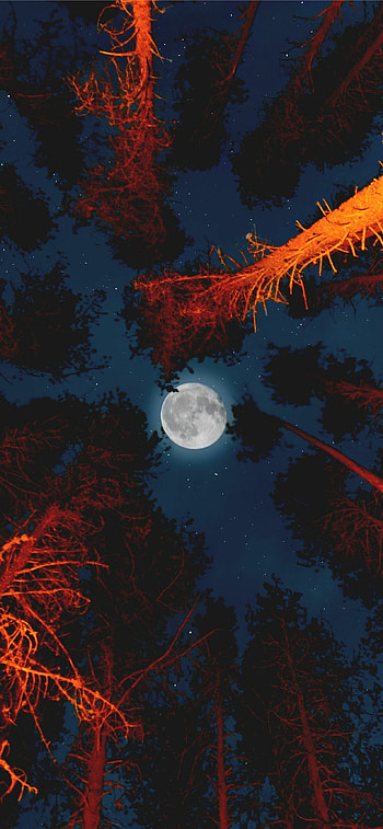 Moonlight, Nature, Aesthetic HD phone wallpaper