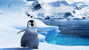 Baby Penguin HD wallpaper