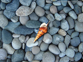 Background, Stones, Shells HD wallpaper