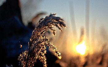 Grass, Macro, Shine, Light, Sunny, Solar HD wallpaper
