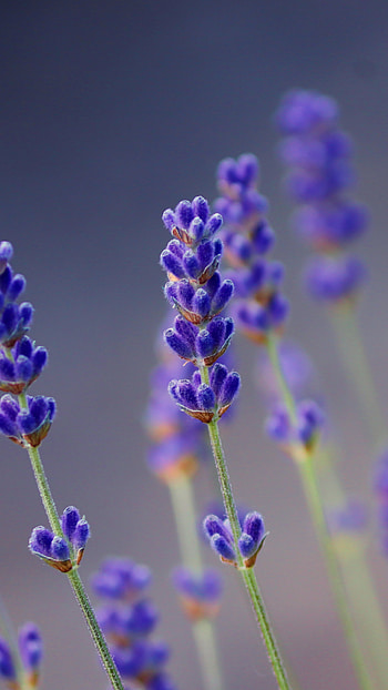Lavender small flowers, Portrait , Xperia Z5 HD phone wallpaper