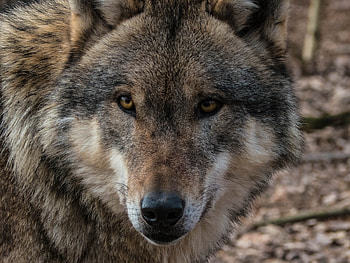 Animals, Muzzle, Predator, Wolf, Sight, Opinion, Wildlife HD wallpaper