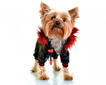 Puppy, dog, animal, white, black, cute, fency, red, yorkshire terrier, funny, caine HD wallpaper