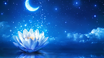 Waterlily, digital, moon, art, blossom, stars HD wallpaper