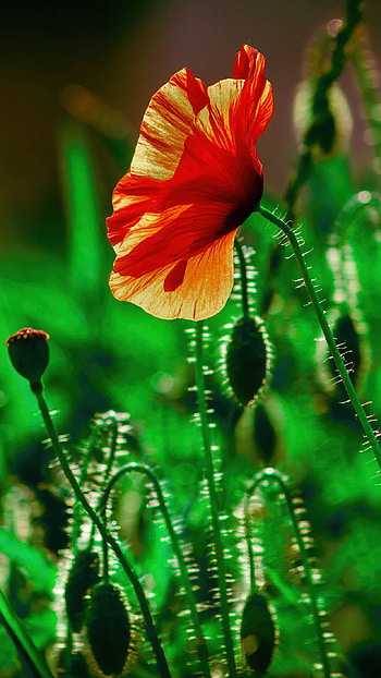 Poppy flower , Vibrant green landscape, Stunning blooms, Nature's beauty HD phone wallpaper