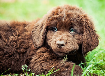 Bergamasco, Newfoundland dog, Dog , Animal HD wallpaper