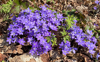Anemones, purple, Latvia, flowers, spring HD wallpaper