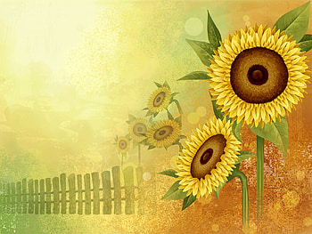 u8Abstract sunflowers, abstract, flower, nature, petal, sunflower HD wallpaper