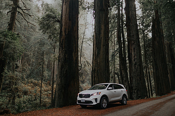 Trees, Cars, Road, Car, Suv, Machine, Side View HD wallpaper