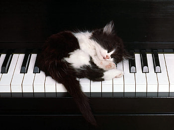 Animals, Piano, Kitty, Kitten, Sleep, Dream HD wallpaper