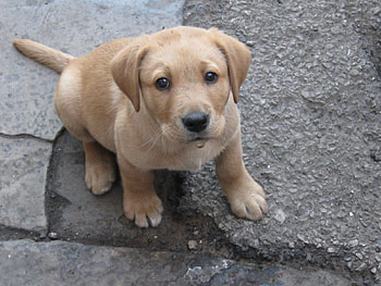 Dribble, dog, cute, puppy, labrador HD wallpaper