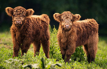 Siblings, Cow HD wallpaper