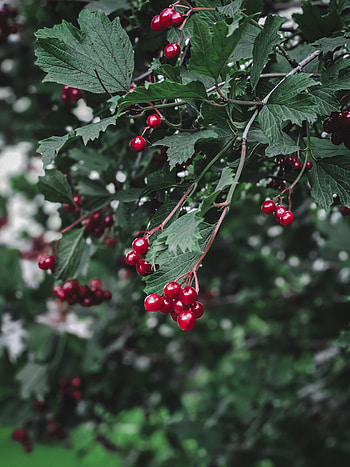 Food, Leaves, Branch, Berry, Viburnum HD phone wallpaper