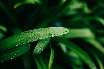 Green leaf, drops, fresh, blur HD wallpaper